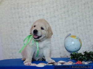 Малыши золотистого ретривера #1240156