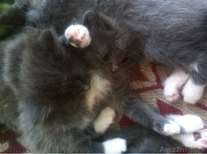 Пушистые котятки в добрые руки! #1276519