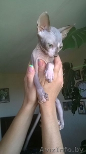 котёнок сфинкса #1281691