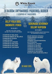 Щенки самоеда от пары МультиЧемпионов  #1273666