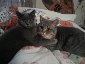 Милые британские кошечки #1273950