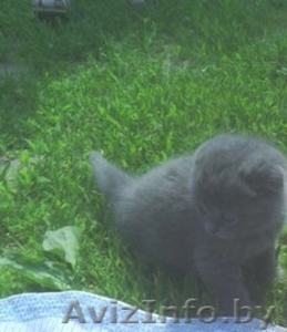 Шотландский котенок #1275712