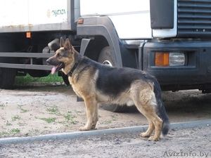 Немецкой овчарки щенки-девочки #1282922