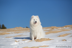 Замечательные Щенки самоеда от  красивой пары  #1273668