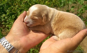 щенок в дар SOS #1280854