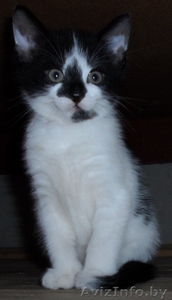 Отдам котёнка в хорошие и добре руки #1276260