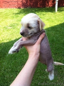 Китайской хохлатой щенки в дар. #1280775