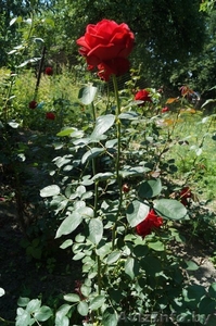 розы, мозырь, 15 тысяч за штуку #1275740