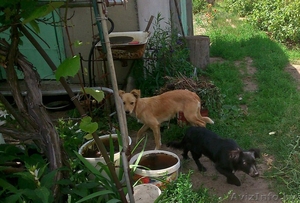 щенки в дар SOS #1280855