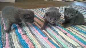 котенок породы нибелунг #1282755