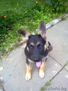 Щенок ищет хозяина!!!!!!! #1293251