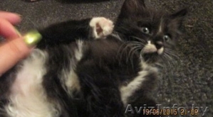 Кошечка в хорошие руки #1287824