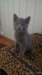 Ктенок-девочка 1, 5-2 мес. в дар! #1290858