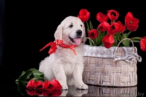 Золотистый (голден) ретривер щенки #1291953