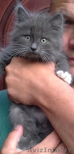 Котенка отдам в хорошие руки #1280655