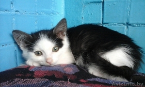 Игривые котята в дар,  1, 5 мес. #1290335