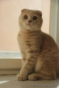 скоттиш фолд кот #1288613