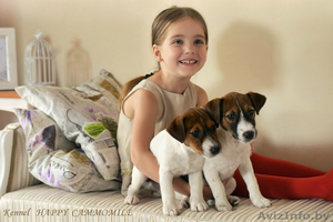 Гладкошерстные щенки Джек рассел терьера #1293054