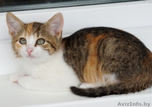 котенок девочка в дар #1287501