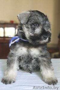 Подрощенные щенки цвергшнауцера #1293449