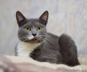 Грациозная кошечка в да #1294541