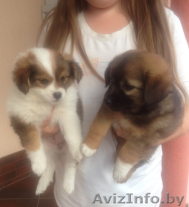 Отдам в заботливые руки миниатюрных щенков #1288020