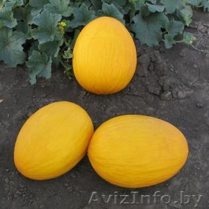 Семена дыни AGASI F1 / АГАСИ F1 фирмы Китано #1296167