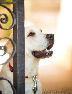 Сэм-подросток лабрадора в поисках нового дома #1263674