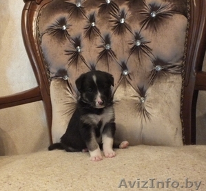 Милая девочка в дар! #1293028