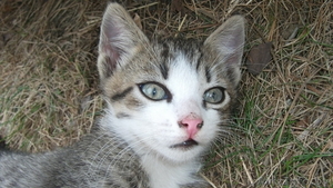 Отдам котят в дар #1285362