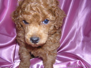 Щенки карликового пуделя #1284305