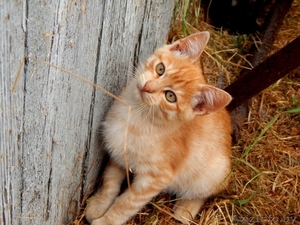 Котята ищут постоянный дом и любящих хозяев #1290122