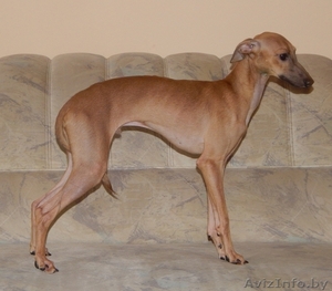 Вязка собак кобель левретки(итальянской борзой) #1295047