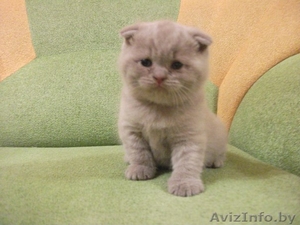 Британские вислоухие котята #1292963