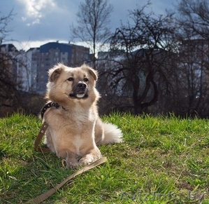 Очень красивый пес Филя ищет нового хозяина!  #1293088