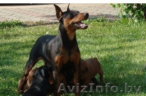 Щенок-девочка,  настоящий чистокровный карликовый пинчер #1287644