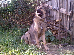 Кобель кавказской овчарки. Вязка.  #1288841