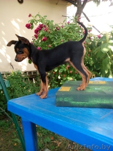 Щенки Той Терьера прекрасных #1295939