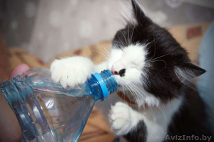 Котенок в добрые руки,  бесплатно,  даром . Минск #1291387