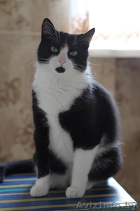 Отдам даром кошку #1295497