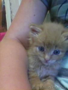 Котенок в дар,  в хорошие руки. #1284352