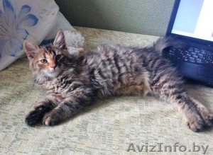 Маленькая кнопочка ищет ответственную семью! #1291563