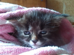 Милый котенок в хорошие руки #1293276