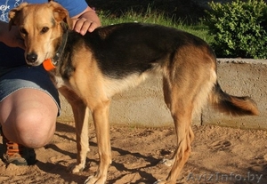 Юная собачка в дар #1290826