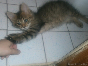 Котята рыжики-полосатики в дар #1288068