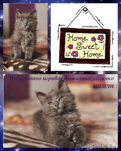 Чудо-котька Шейли ищет дом! #1283751