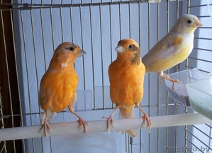 кенары,  канарейки #1295963