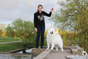 Вязка кобель самоед  #1287158