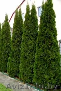 Туи( сСмарагд,  Колумна,  Даника) #1296092