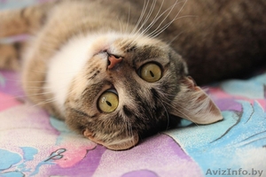 Девочка-кошка бесплатно в добрые руки! #1293604